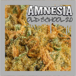 Amnesia Haze old school -Medical Nova Seeds