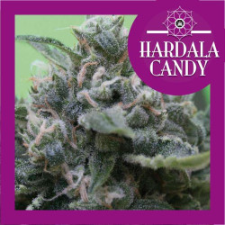 Hardala Candy - Medical Nova Seeds