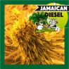 Jamaican Diesel - Medical Nova Seeds