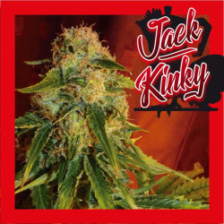 Jack kinky Haze - Medical Nova Seeds