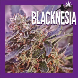 Blacknesia - Medical Nova Seeds