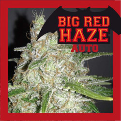 Big red haze auto - Medical Nova Seeds