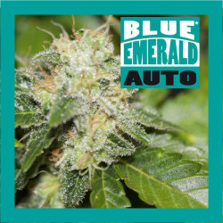 Blue Emerald Auto