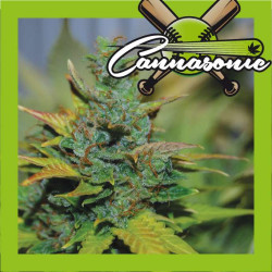 Cannasonic   Big Bud x Skunk - Medical Nova Seeds