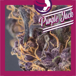 PURPLE JACK 