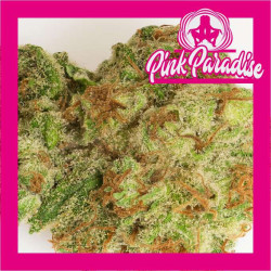 Pink Paradise - Medical Nova seeds
