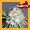 MANGO LYCHEE CBD
