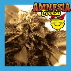 AMNESIA COOKIES