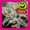 BANANA CITY