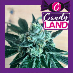 CANDY LAND