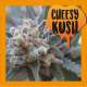 CHEESY KUSH 