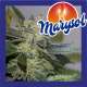MARYSOL