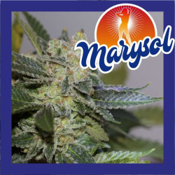 MARYSOL