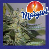 MARYSOL
