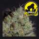 GORILLA BANANA
