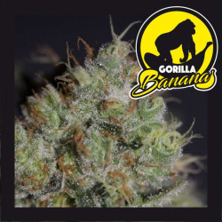 GORILLA BANANA