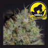 GORILLA BANANA
