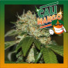 CALI MANGO 
