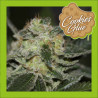 COOKIES GLUE