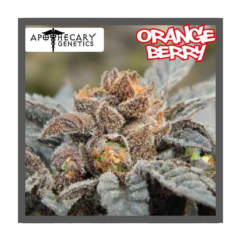 ORANGE BERRY - Regular