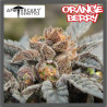 ORANGE BERRY - Regular