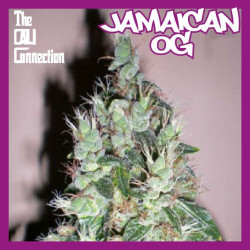 Jamaican og