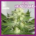 818 HEAD BAND - Regular