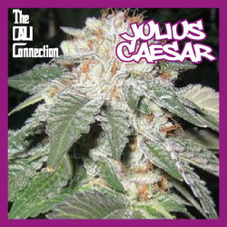 JULIUS CAESAR - Regular