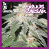 JULIUS CAESAR - Regular