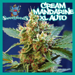 Cream mandarine XL auto - sweet seeds