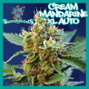 Cream mandarine XL auto - sweet seeds