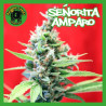 señorita Amparo
