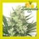 LEMONADE AUTO 