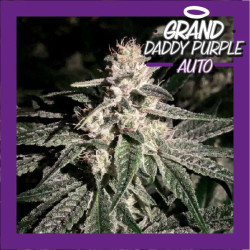 GRAND DADDY PURPLE AUTO