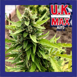 UK MAX AUTO