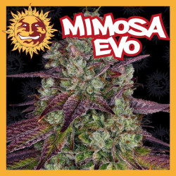 MIMOSA EVO 