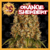ORANGE SHERBET