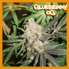 GLUEBERRY OG 