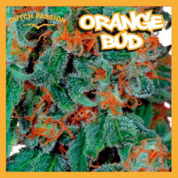 ORANGE BUD 