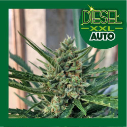DIESEL XXL AUTO 