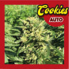COOKIES AUTO
