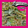 BUBBLEGUM AUTO