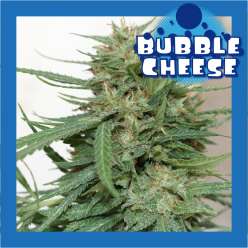 BUBBLE CHEESE