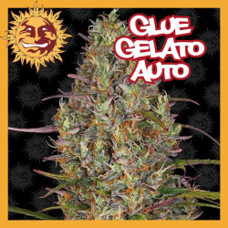 GLUE GELATO AUTO