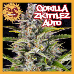 GORILLA ZKITTLEZ AUTO
