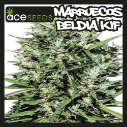 MARRUECOS BELDIA