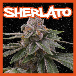SHERLATO