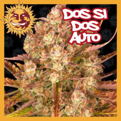 DO SI DOS AUTO BARNEY