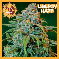 LIBERTY HAZE