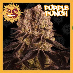 PURPLE PUNCH
